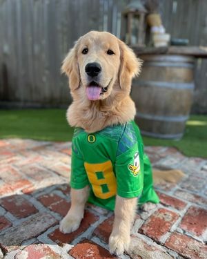 Image post by @uoregon on Instagram