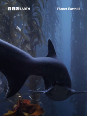 Video post by @bbcearth on TikTok