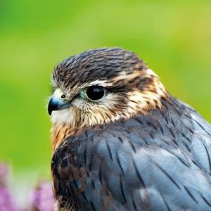 Image post by @rspb on Instagram