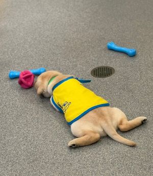 Image post by @canineorg on Instagram