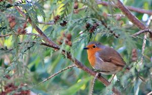 Image post by @rspb on Instagram