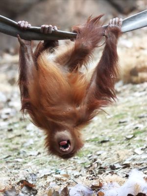 Image post by @denverzoo on Instagram