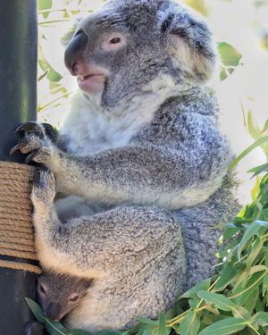 Image post by @sandiegozoo on Instagram