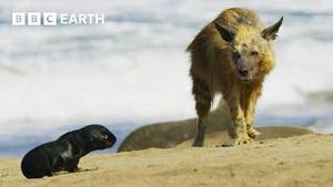 Video post by @bbcearth on YouTube