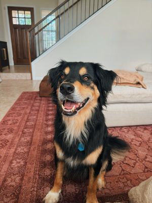Image post by @booplethesnoot on Instagram