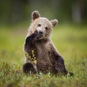 Image post by @animalplanet on Instagram