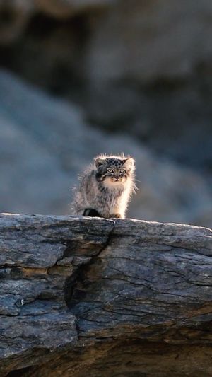Video post by @bbcearth on Instagram