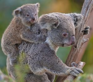 Image post by @sandiegozoo on Instagram