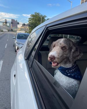 Image post by @floofy.coopy.doodle on Instagram
