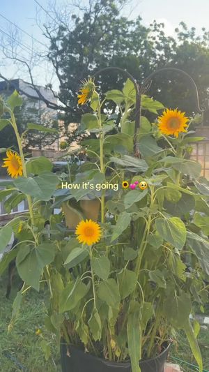 Video post by @jocymarie007 on Instagram