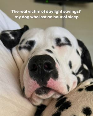 Image post by @solidgoldpets on Instagram