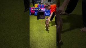 Video post by @dogsthat on YouTube