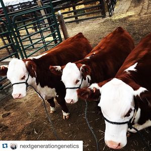 Image post by @nationalwestern on Instagram