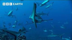 Video post by @bbcearth on YouTube