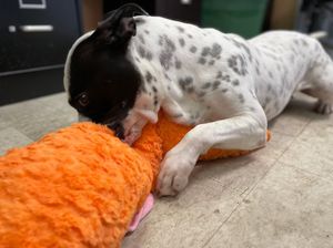 Image post by @suncoasthumane on Instagram