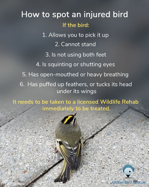 Image post by @featherfriendly on Instagram