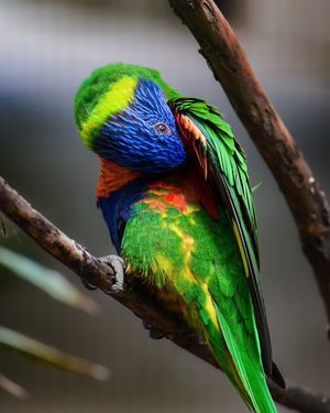 Image post by @bhamzoo on Instagram