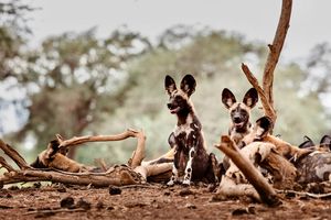 Image post by @chiawasafaris on Instagram