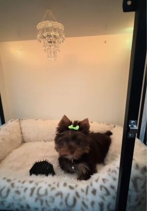 Video post by @thepuigfamily on TikTok