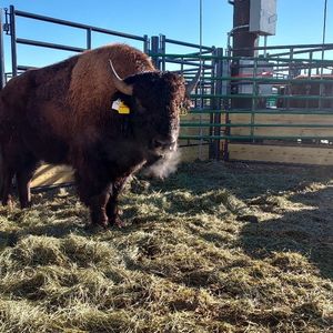 Image post by @nationalwestern on Instagram