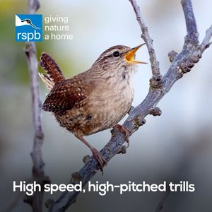 Image post by @rspb on Instagram