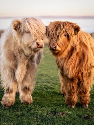 Image post by @visitscotland on Instagram