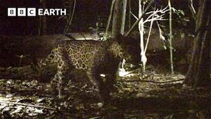 Video post by @bbcearth on YouTube