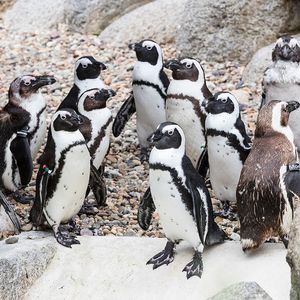 Image post by @sandiegozoo on Instagram