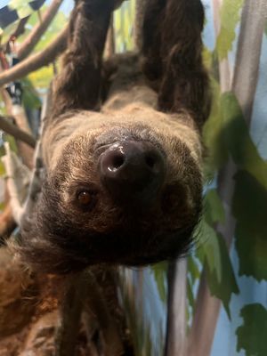 Image post by @bhamzoo on Instagram