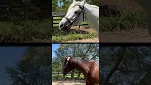 Video post by @worldhorseracing on YouTube