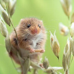 Image post by @animalplanet on Instagram