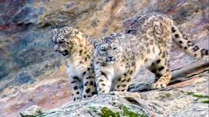 Video post by @bbcearth on YouTube
