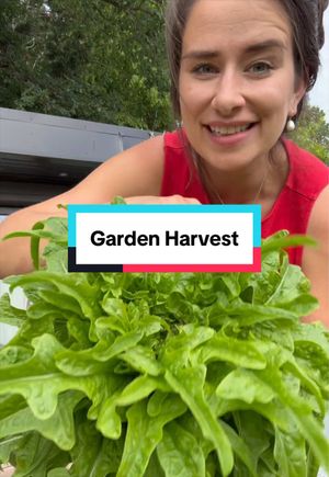 Video post by @gardeningwithlou on TikTok