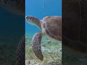 Video post by @kcmikeadventures on YouTube