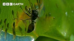 Video post by @bbcearth on YouTube