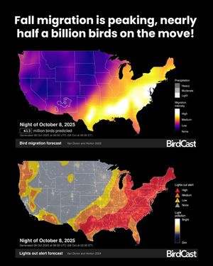 Image post by @featherfriendly on Instagram