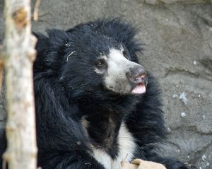 Image post by @detroitzoo on Instagram