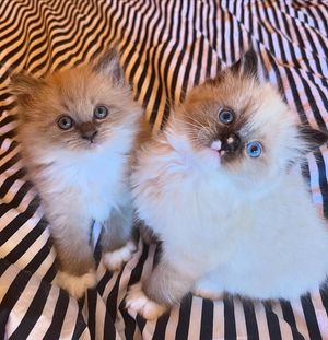 Image post by @brunrik.and.pyrene.ragdolls on Instagram