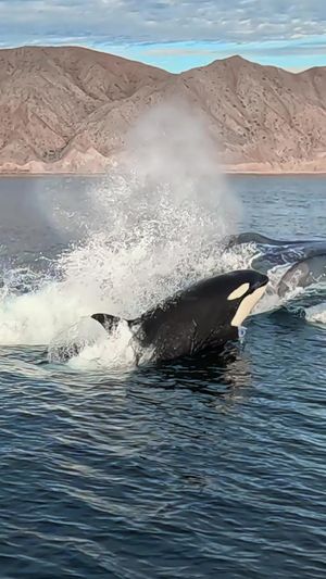 Video post by @bbcearth on TikTok
