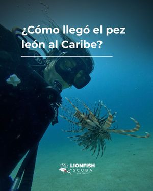 Image post by @lionfishscuba on Instagram