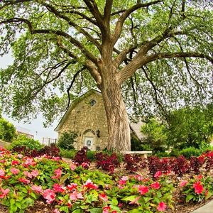 Image post by @kansasstateuniversity on Instagram