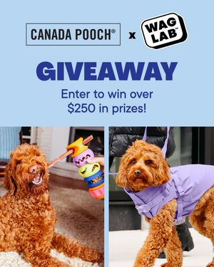 Image post by @canadapooch on Instagram