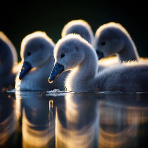 Image post by @bbcearth on Instagram