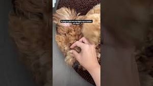 Video post by @tedflixnchill on YouTube