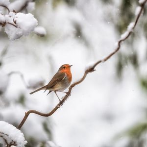 Image post by @rspb on Instagram