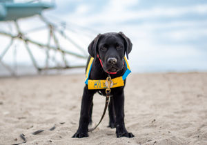 Image post by @canineorg on Instagram