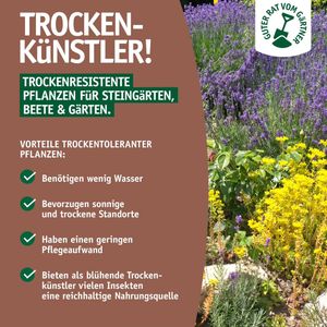 Image post by @oldenburgerwohngarten on Instagram