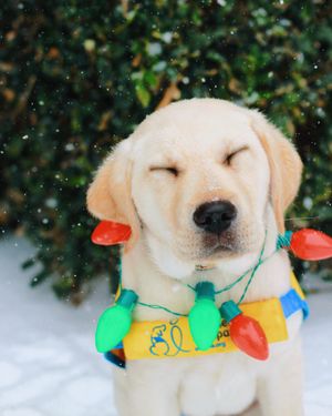 Image post by @canineorg on Instagram