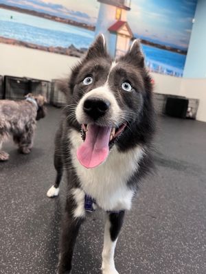 Image post by @tux_the_blue_pomsky on Instagram