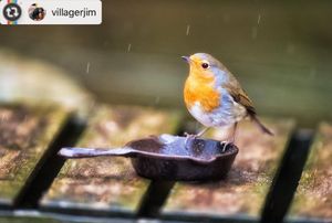 Image post by @rspb on Instagram